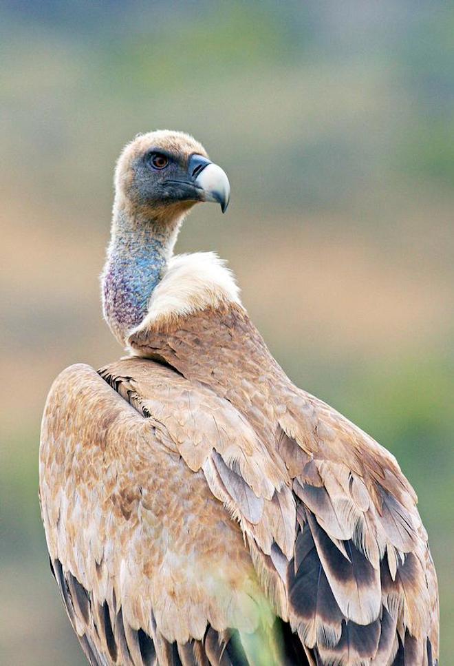 Griffon Vulture, by John Harding / BTO