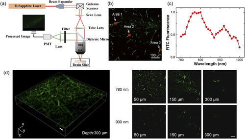 Investigation on the optimal wavelength for two-photon microscopy in brain tissue